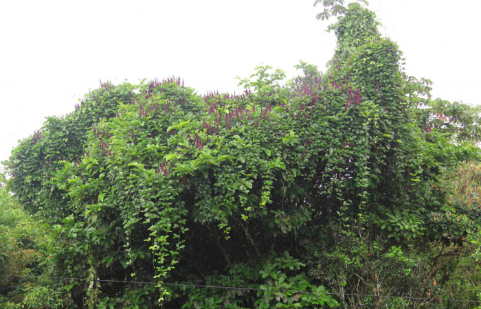 Fig.25. Planta hospedera de larva <i>Astraptes apastus</i>, <i>Dioclea wilsonii</i> (Fabaceae). 