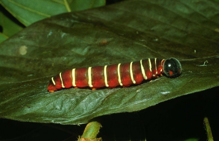 Fig.6. Larva de <i>Astraptes apastus</i>, en último estadio de 43 mm de longitud. Voucher : 03-SRNP-21865-DHJ78789.jpg.