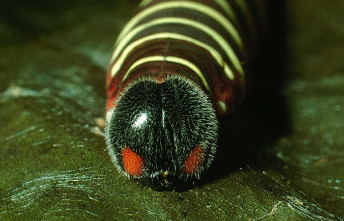 Fig.7. Mostrando cabeza de <i>Astraptes apastus</i>, en posición frontal. Voucher : 03-SRNP-21865-DHJ78795.jpg.