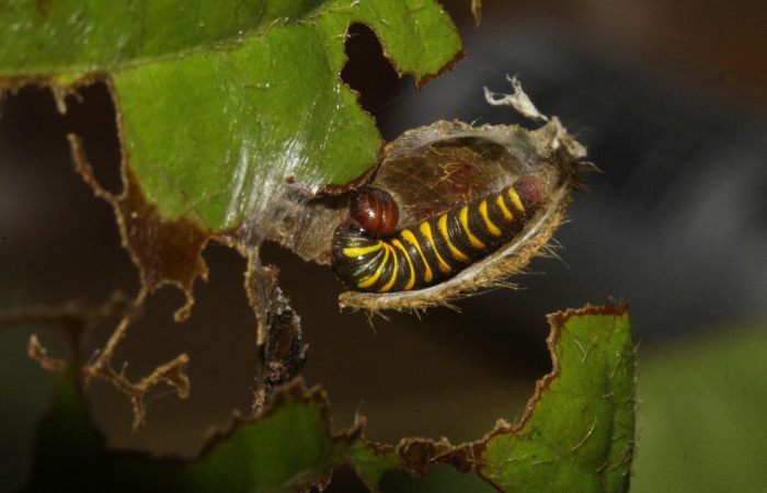 Fig.9. Mostrando larva descubierta dentro de casa, de <i>Astraptes inflatio</i>, en trercer estadio. Voucher :16-SRNP-30138-DHJ729214.jpg.