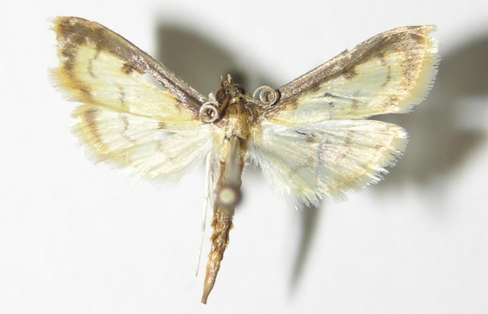 Figura 1. Adulto de <i>Eulepte alialis</i> (macho), vista dorsal. Voucher (04-SRNP-25108-DHJ332754).