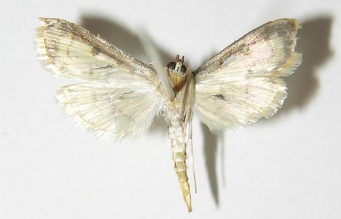 Figura 2. Adulto de <i>Eulepte alialis</i> (macho), vista ventral. Voucher (04-SRNP-25108-DHJ332755).