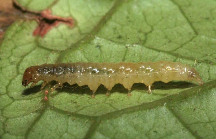 Figura 7. Larva <i>Eulepte alialis</i>, Crambidae, vista lateral. Voucher (09-SRNP-42740-DHJ466636).