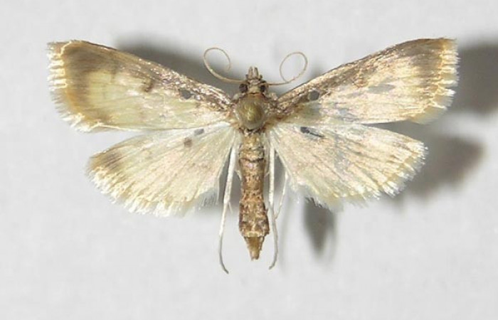 Figura 3. Adulto de <i>Eulepte alialis</i> ( (hembra), vista dorsal. Voucher (09-SRNP-4693-DHJ525540).