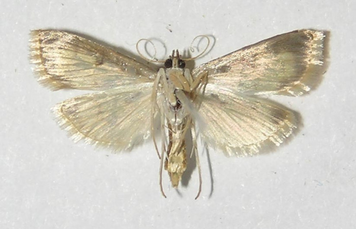 Figura 4. Adulto de <i>Eulepte alialis</i> (hembra), vista ventral. Voucher (09-SRNP-4693-DHJ525541).
