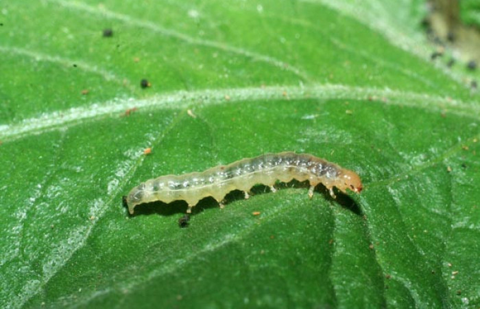 Figura 5.Larva <i>Eulepte alialis</i>, Crambidae, vista lateral. Voucher (09-SRNP-72147-DHJ465413).