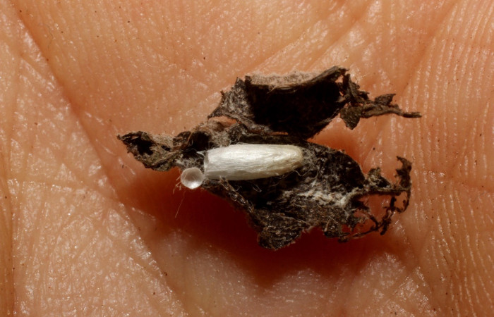 Figura 10. Capullo de avispa <i>Apanteles raulacevedoi</i> de la familia Braconiidae, parásito que atacan larva de <i>Eulepte alialis</i>. Voucher (11-SRNP-41171-DHJ800763).