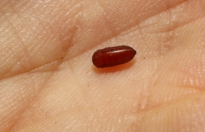 Figura 12.  Pupario de mosca <i>Pseudochaeta</i> Janzen13de la familia Tachinidae, parásito en <i>Eulepte alialis</i>. Voucher (12-SRNP-86964-DHJ804396).