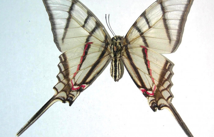 Fig. 12 Adulto <i>Protographium epidaus</i> (Papilionidae), vista ventral mide 69mm. Mamones, Sector Mundo Nuevo, 365m. 06-SRNP-56168-DHJ359461.