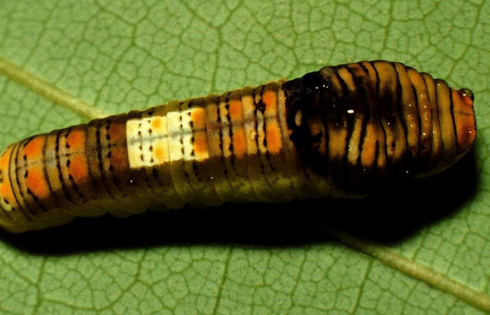 Fig. 13 Larva último estadio <i>Protographium epidaus</i> (Papilionidae), vista dorsal mide 16mm. Cerro Gongora Pelado, Sector Mundo Nuevo, 740m. 98-SRNP-10447-DHJ47078.