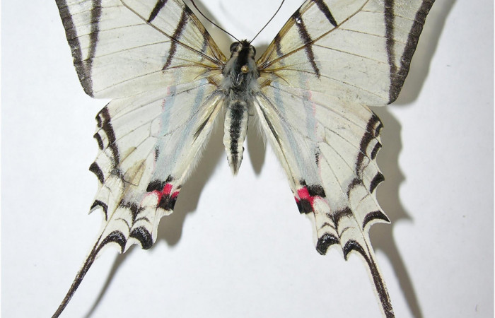 Fig. 2 Adulto <i>Protographium dariensis</i> (Papilionidae), vista dorsal mide 80mm. Cerro Gongora Pelado, Sector Mundo Nuevo, 740m. 07-SRNP-56576-DHJ377992.
