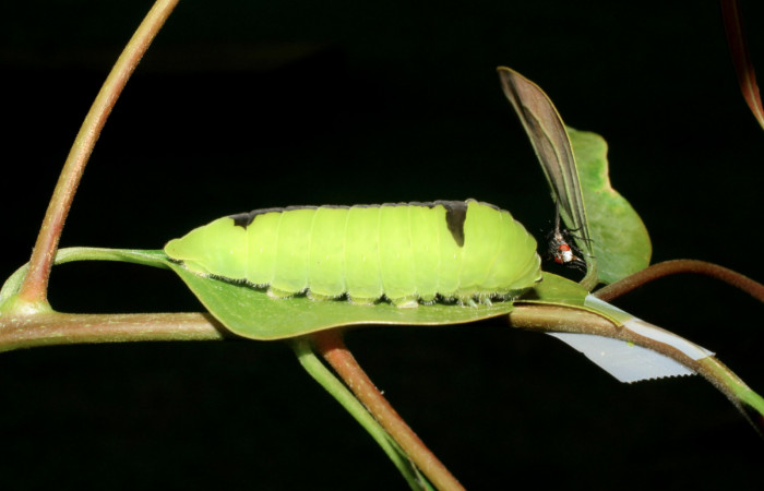 Fig. 3 Larva <i>Protographium dariensis</i> (Papilionidae), vista diagonal mide 45mm. Cerro Gongora Pelado, Sector Mundo Nuevo, 740m. 07-SRNP-56588-DHJ423000.
