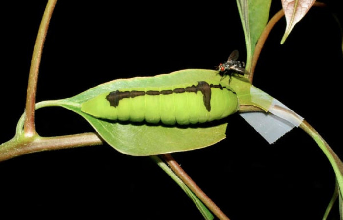 Fig. 4 Larva <i>Protographium dariensis</i> (Papilionidae), vista dorsal mide 45mm. Cerro Gongora Pelado, Sector Mundo Nuevo, 740m. 07-SRNP-56588-DHJ423001.