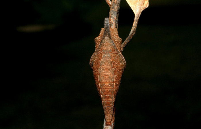 Fig. 9 pupa <i>Protographium dariensis</i> (Papilionidae), vista dorsal mide 31mm. Cerro Gongora Pelado, Sector Mundo Nuevo, 740m. 07-SRNP-56624-DHJ422969.