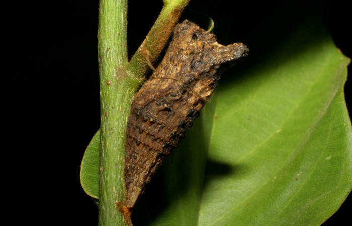 Fig. 10 Posición vertical de la pupa de <i>Protographium epidaus</i> (Papilionidae), sobre <i>Annona pruinosa</i> (Annonaceae). 26 de Junio 2006 Portón Rivas, Sector Mundo Nuevo. (06-SRNP-56600-DHJ415140).