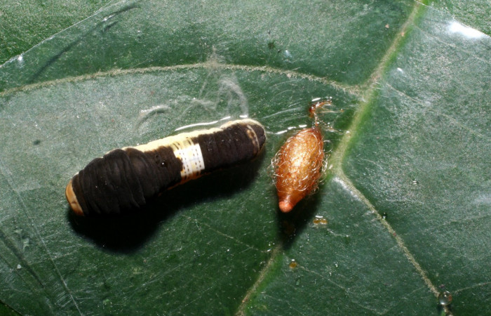 Fig. 11 Posición dorsal de una oruga de <i>Protographium epidaus</i> (Papilionidae), con su parásito Braconidae ya en su estado de capullo sobre <i>Annona pruinosa</i> (Annonaceae). 21 de Julio 2008 Portón Rivas, Sector Mundo Nuevo (08-SRNP-56738-DHJ442870).