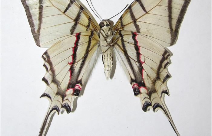 Fig. 13 Posición ventral del macho <i>Protographium dariensis</i> (Papilionidae). (07-SRNP-56576-DHJ377993).