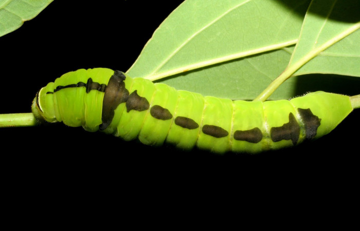 Fig. 14 Posición dorsal de una oruga en último estadio <i>Protographium dariensis</i> (Papilionidae). 19 de Mayo 2007 Cerro Gongora Pelado; Sector Mundo Nuevo (07-SRNP-56588-DHJ423009).