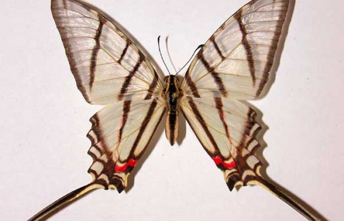 Fig. 1 Posición dorsal de la hembra <i>Protographium epidaus</i> (Papilionidae). (84-SRNP-772B-DHJ38729).