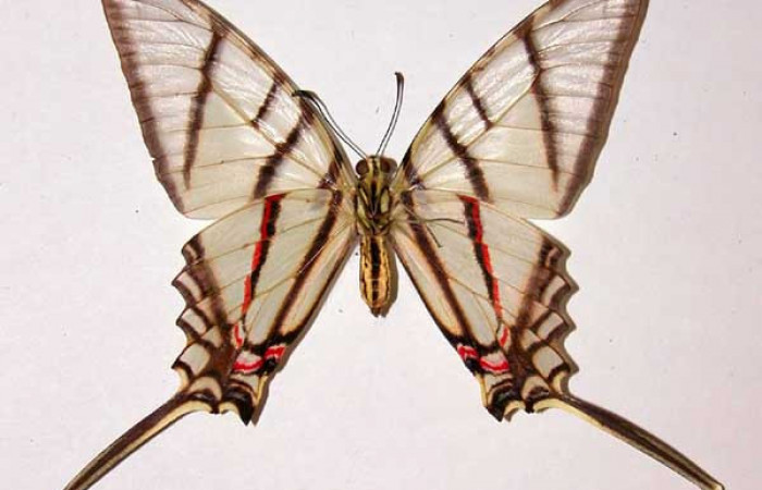 Fig. 2 Posición ventral de la hembra <i>Protographium epidaus</i> (Papilionidae). (84-SRNP-772B-DHJ38728).