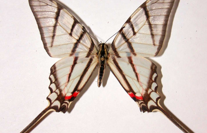 Fig. 3 Posición dorsal del macho <i>Protographium epidaus</i> (Papilionidae). (98-SRNP-10446-DHJ38730).
