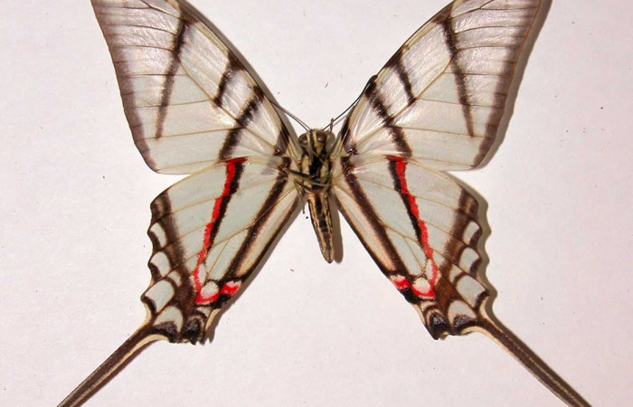 Fig. 4 Posición ventral del macho <i>Protographium epidaus</i> (Papilionidae). (98-SRNP-10446-DHJ38731).