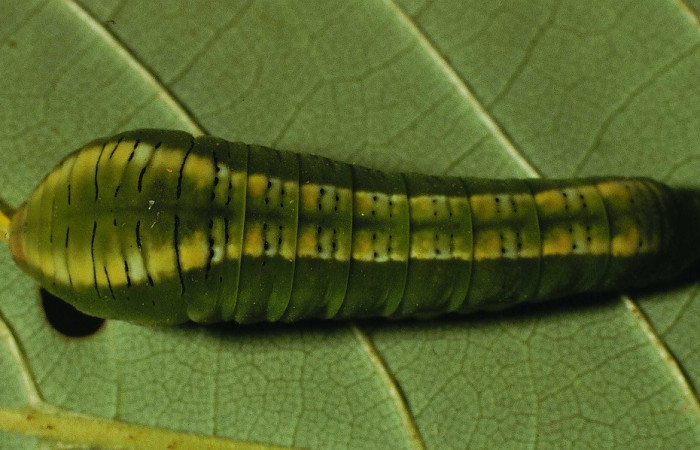 Fig. 5 Posición dorsal del último estadio de <i>Protographium epidaus</i> (Papilionidae) sobre <i>Annona pruinosa</i> (Annonaceae). 23 de Julio 1998 Estación Pailas, Sector Pailas. (98-SRNP-10449-DHJ47103).