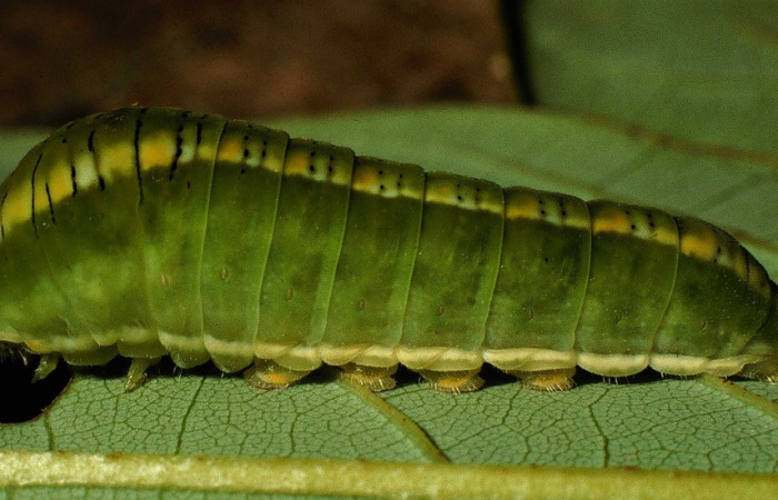 Fig. 6 Posición lateral del último estadio de <i>Protographium epidaus</i> (Papilionidae), sobre <i>Annona pruinosa</i> (Annonaceae). 23 de Julio 1998 Estación Pailas, Sector Pailas. (98-SRNP-10449-DHJ47105).