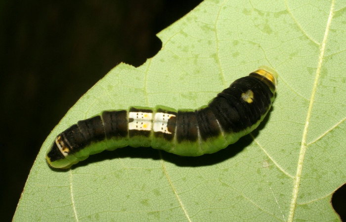 Fig. 7 Posición dorsal del último estadio de <i>Protographium epidaus</i> (Papilionidae), sobre <i>Annona pruinosa</i> (Annonaceae). 25 de Junio 2006 Porton Rivas, Sector Mundo Nuevo. (06-SRNP-56814-DHJ415227).