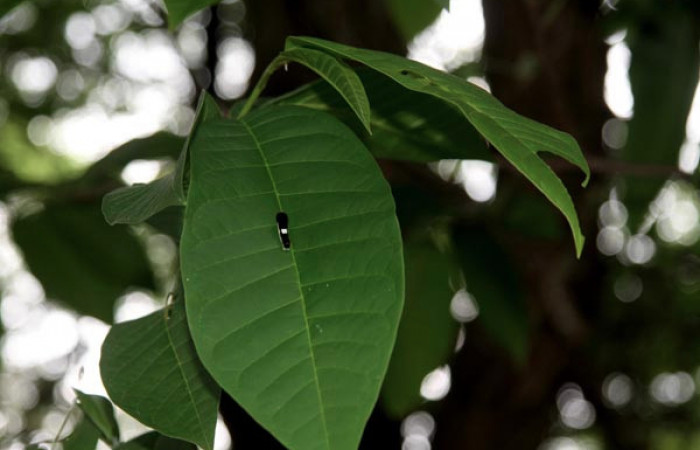 Fig. 8 Posición normal de una oruga <i>Protographium epidaus</i> (Papilionidae) sobre <i>Annona reticulata</i> (Annonaceae). 29 de Mayo 2011 Area Administrativa, Sector Santa Rosa. (11-SRNP-12689-DHJ481115).