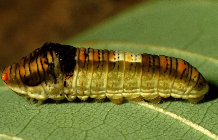 Fig. 9 Posición de una oruga en prepupa <i>Protographium epidaus</i> (Papilionidae), sobre <i>Annona pruinosa</i> (Annonaceae). 24 de Julio 1998 Estación Pailas, Sector Pailas. (98-SRNP-10447-DHJ47081).