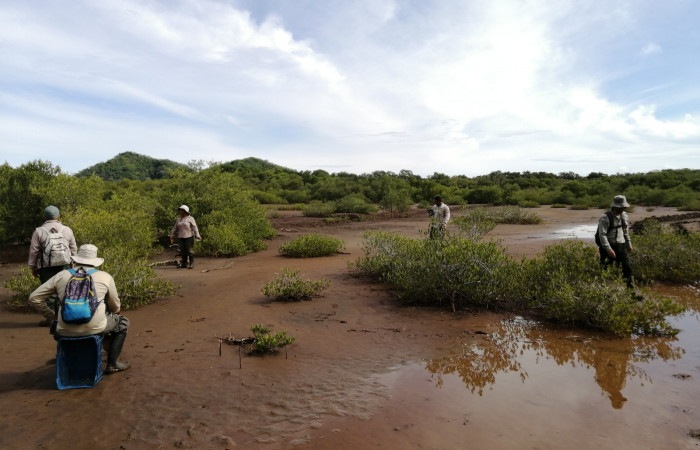 Cada función complementa la labor a realizar en esta siembra de árboles de mangle.