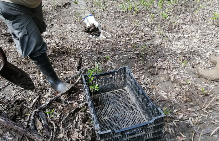 A la sombra de árboles de mangle negro, nacen muchas plantas, debido a eso se seleccionan para retirarlos de la sombra y a la orilla del canal terciario tienen más espacio y sol para desarrollarse.