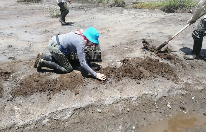 A la orilla de uno de los canales terciarios se siembran los pequeños árboles de mangle, esperando gran parte de ellos puedan sobrevivir a las condiciones extremas del ecosistema.
