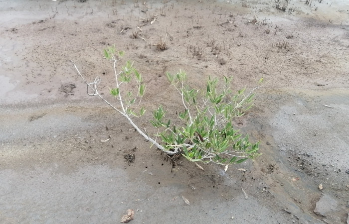En el proceso de restauración también llegan individuos nuevos por dispersión natural.