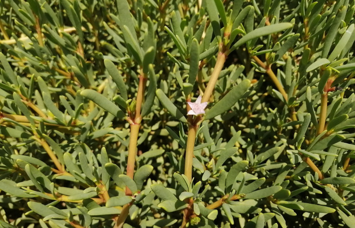 Planta que absorbe sal en el suelo del manglar, también monitoreada en el proceso de restauración del manglar.