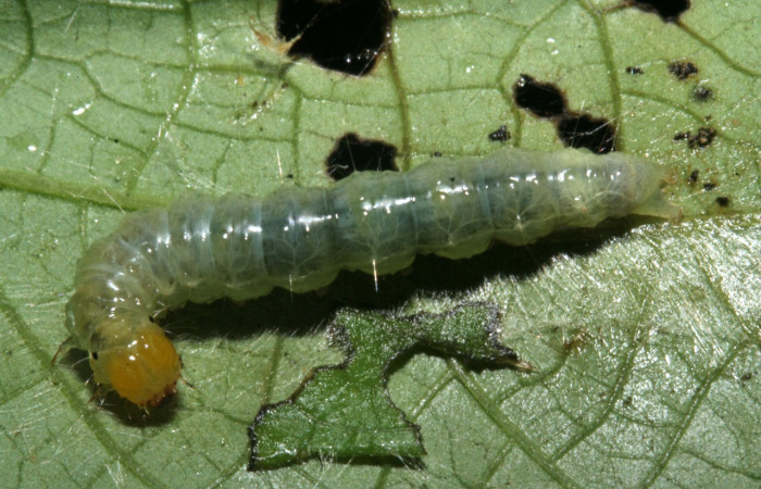 Figura 2. Larva <i>Coenostolopsis apicalis</i> (Crambidae), penúltimo estadío (PU) vista dorsal, localidad Estación Biológica Llanura, Sector Rincón Rain Forest (ACG) (135m). Voucher: 09-SRNP-75859-DHJ467120.jpg.