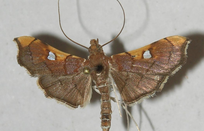 Figura 8. Adulto de <i>Coenostolopsis apicalis</i> (Crambidae), vista dorsal, localidad Estación Biológica Quica, Sector Pitilla (ACG) (470m). Voucher: 10-SRNP-71540-DHJ552626.jpg.