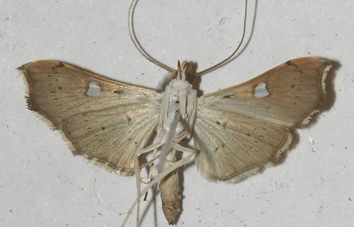 Figura 9. Adulto de <i>Coenostolopsis apicalis</i> (Crambidae), vista ventral, localidad Estación Biológica Quica, Sector Pitilla (ACG) (470m). Voucher: 10-SRNP-71540-DHJ552627.jpg.