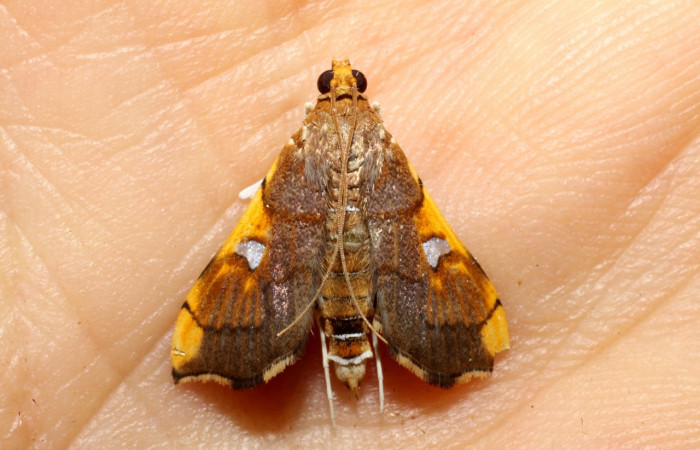Figura 10. Adulto de <i>Coenostolopsis apicalis</i> (Crambidae), vista dorsal, localidad Estación Biológica Llanura, Sector Rincón Rain Forest (ACG) (135m). Voucher: 10-SRNP-75266-DHJ469176.jpg.