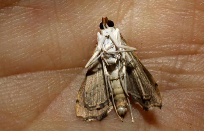 Figura 11. Adulto de <i>Coenostolopsis apicalis</i> (Crambidae), vista ventral, localidad Estación Biológica Llanura, Sector Rincón Rain Forest (ACG) (135m). Voucher: 10-SRNP-75266-DHJ469177.jpg.