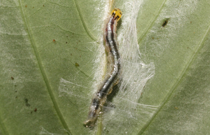 Figura 18. Larva <i>Syllepte</i> Solis22 (Crambidae), último estadío (U) vista dorsal, localidad Cafecito, Sector Rincón Rain Forest (ACG) (455m). Voucher: 18-SRNP-80595-DHJ715232.jpg.