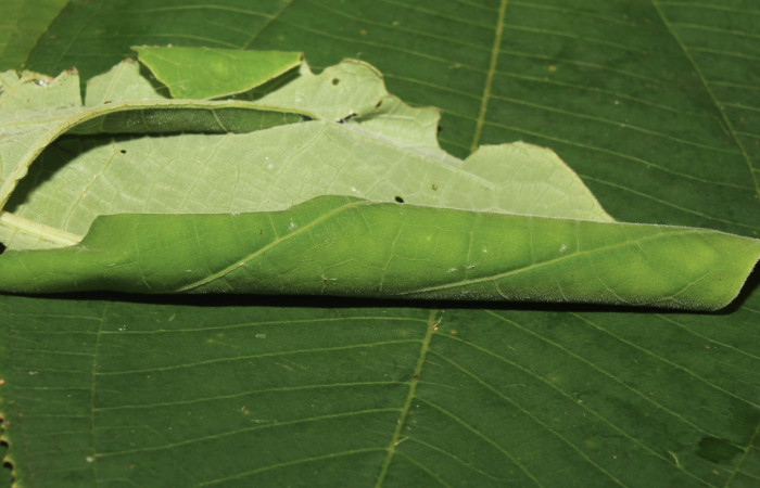 Figura 19. Habitad de larva <i>Rhectocraspeda periusalis</i> (Crambidae), último estadío (U), localidad Quebradona Estación Biológica Quica, Sector Pitilla (ACG) (475m). Voucher: 19-SRNP-70463-DHJ750737.jpg.