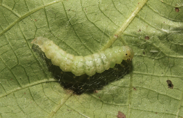 Figura 4. Larva <i>Coenostolopsis apicalis</i> (Crambidae), en estado de prepupa, vista lateral, localidad Estación Biológica Quica, Sector Pitilla (ACG) (470m). Voucher: 21-SRNP-70472-DHJ780496.jpg.