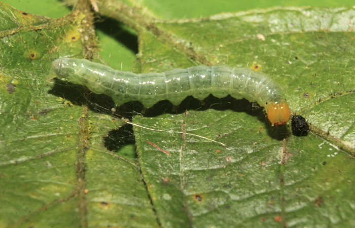 Figura 3. Larva <i>Coenostolopsis apicalis</i> (Crambidae), último estadío (U) vista lateral, localidad Estación Biológica Quica, Sector Pitilla (ACG) (470m). Voucher: 21-SRNP-70473-DHJ780504.jpg.