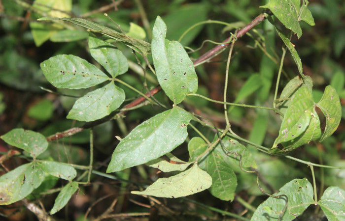 Figura 20. Planta hospedera de <i>Coenostolopsis apicalis</i> (Crambidae), planta llamada <i>Dalechampia scandens</i> (Euphorbiaceae), localidad Estación Biológica Quica, Sector Pitilla ACG (470m), foto: Ricardo Calero 30 Junio 2021.
