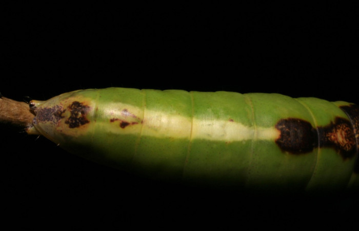 Parte trasera de <i>Cecrita daona</i>. (Notodontidae). Penúltimo estadio. Voucher: 05-SRNP-19900-DHJ403508.jpg.