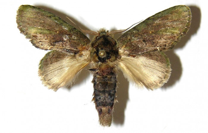 Figura 17. Adulto de <i>Cecrita lama</i>. (Notodontidae). Voucher: 05-SRNP-3581-DHJ311740. jpg.
