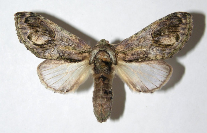 Figura 13. Adulto de <i>Cecrita daona</i>. (Notodontidae), hembra. Voucher: 05-SRNP-62425-DHJ330810.