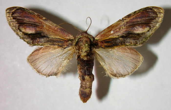 Adulto de <i>Cecrita daona</i> (Notodontidae). Voucher: 07-SRNP-32638-DHJ377426.